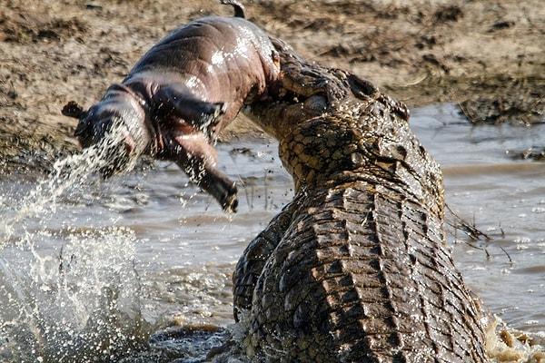 11. Hipopotam avlayan timsah:
