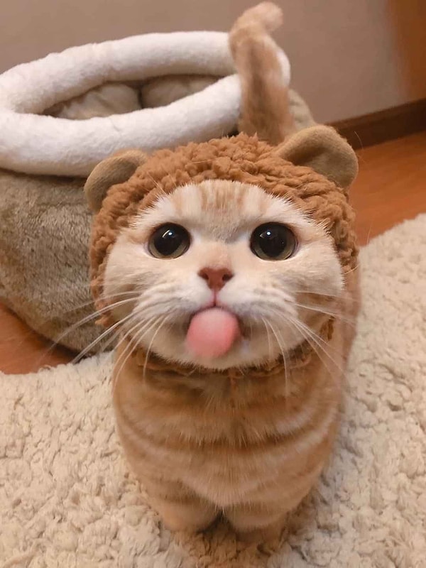 Под воздействием стресса у кошек может развиться ОКР.