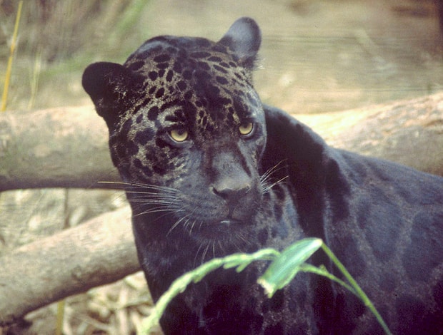 Panter