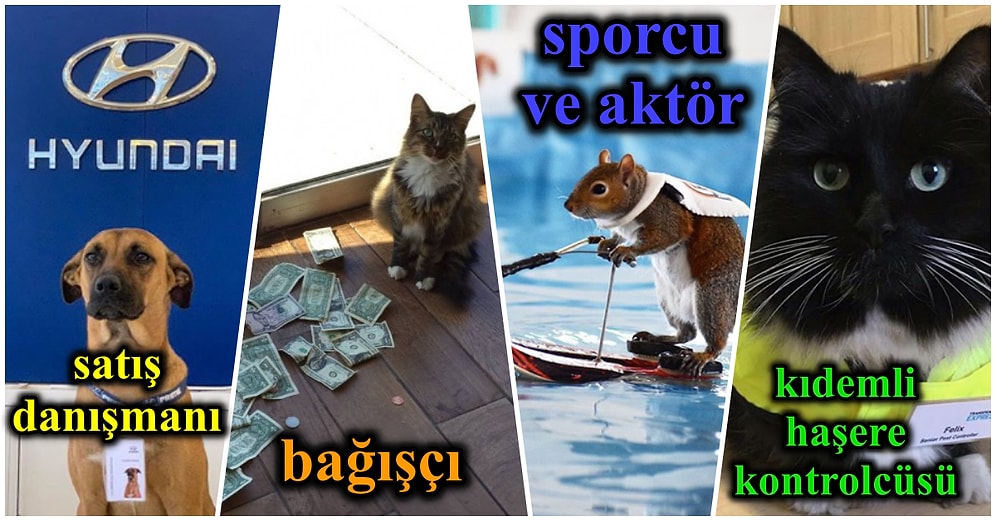 Sabah 9 Akşam 5 Çalışarak Kariyer Basamaklarını Hızla Tırmanan 16 Çalışkan Hayvan Dostumuz
