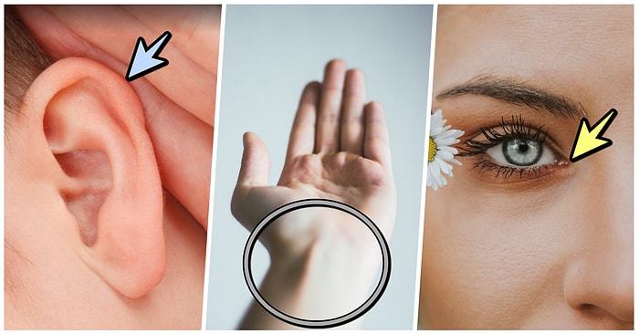 Geçirdiğimiz Evrim Sonrasında Vücudumuzda Yer Almasına Rağmen İşlevini Yitirmiş Kısımlar