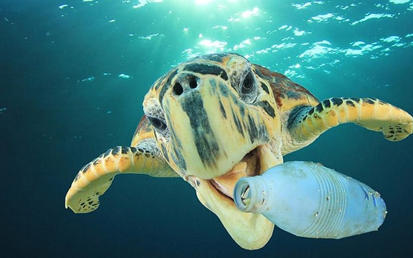 Türk bilim insanı Zümra Çetinler, toprağa karışabilen aynı zamanda hayvanların da yiyebileceği 'organik plastik' üretti.