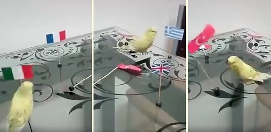 Diğer Ülkelerin Bayraklarını Devirip Türk Bayrağını Yerden Kaldıran Milliyetçi Kuş