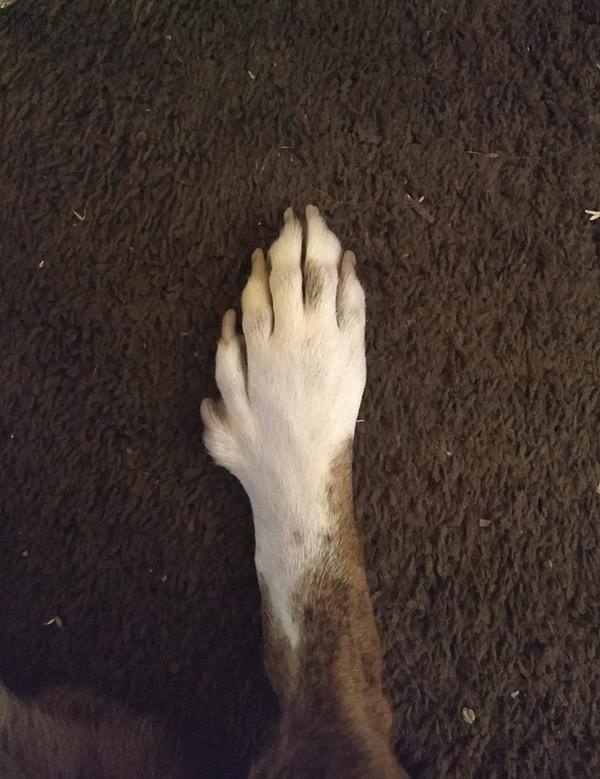 8. "Köpeğimin patisinde fazladan parmak var."