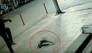 Kediye Tekme Attığı İçin 900 TL Ceza Kesilen Adam İsyan Etti: 'Sanki Adam Öldürdük'