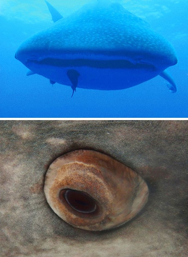 8. Japon bilim insanları balina köpek balıklarının gözlerinin dişlerle kaplı olduğunu keşfetmişlerdir.