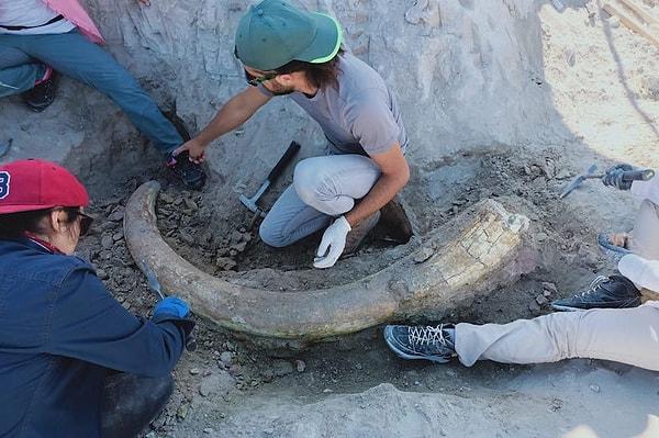 Son kazılarda 7-8 milyon yıl öncesine tarihlendirilen, fillerin atasına (Proboscidea) ait 3 diş fosili  ile aynı döneme tarihlendirilen bir kaplumbağa fosiline rastlandı.