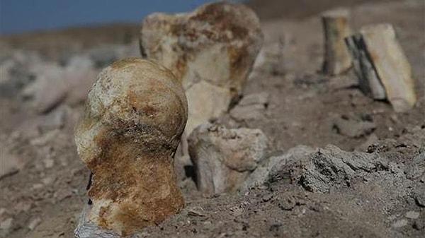 Kemiklerin ve bulundukları yerin fotoğrafları da Gazi Üniversitesine gönderildi. Sonrasında ise bölgenin önemli bir fosil yatağı olduğu anlaşıldı.