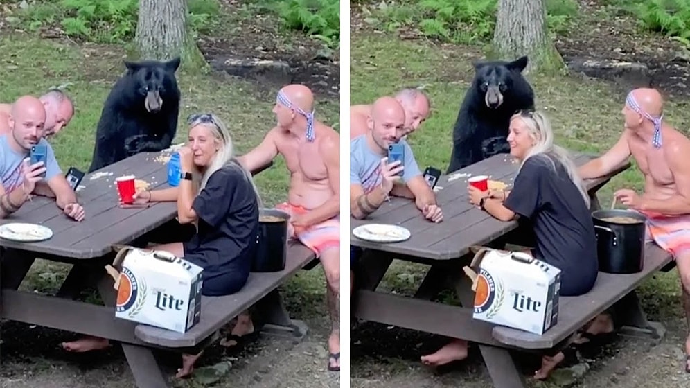 Ormana Piknik Yapmaya Giden Ailenin Masasına Misafir Olan Ayı