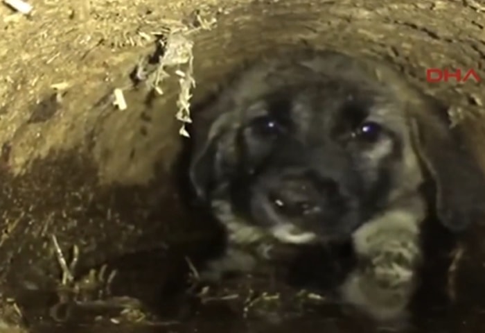 Atık Su Borusuna Sıkışan Yavru Köpeği Kurtaran Güzel İnsanlar