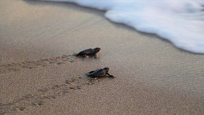 Turizmdeki Düşüş Doğayı Canlandırıyor: Caretta Caretta Yuvaları Rekor Sayıya Ulaştı