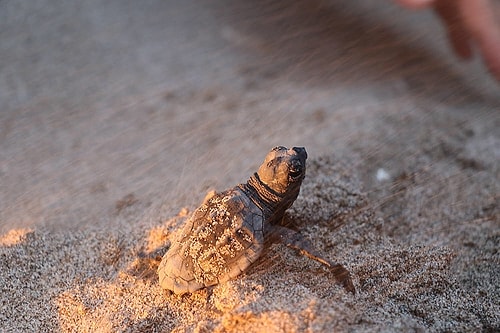 Turizmdeki Düşüş Doğayı Canlandırıyor: Caretta Caretta Yuvaları Rekor Sayıya Ulaştı