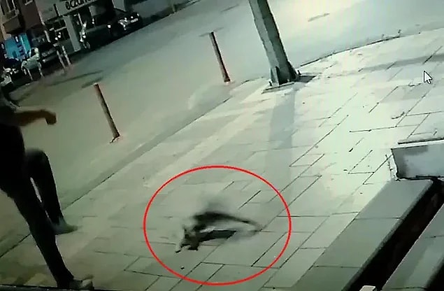 7. Kediye tekme atan kişinin "Sanki adam öldürdük" diyerek kendini savunması...