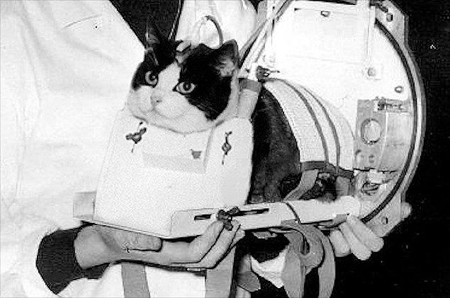 Felix- Uzaydaki ilk kedi