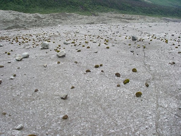 12. Kuzey Kutbu boyunca göç eden ve bilinmeyen bir dış kuvvet tarafından yönlendirilen bu yosun topları bulunur.