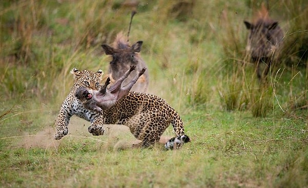 16. Avlanan bir Afrika leoparı: