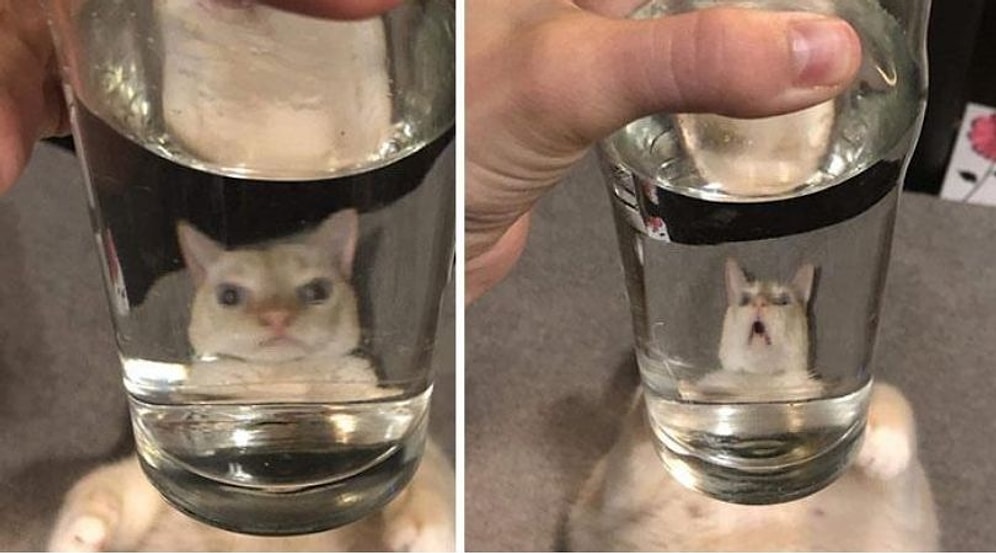 Вы будете смеяться вслух! 20 самых смешных искаженных фотографий животных