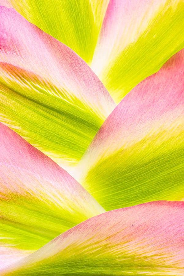 2. İkinci, 'Mountains Of Tulip Petals' - Anne Macintyre