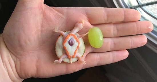 Kalbi Dışarıda Atan Albino Kaplumbağa Güzel İnsanlar Sayesinde Yaşama Tutunmayı Başardı