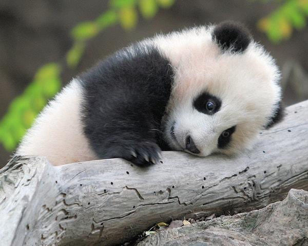 9. Çin - Panda