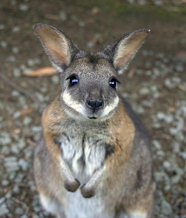 11. Avustralya - Kanguru