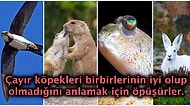 Hayvanlarla İlgili Şimdiye Dek Hiç Duymadığınızı İddia Ettiğimiz Birbirinden Şaşırtıcı 17 Gerçek