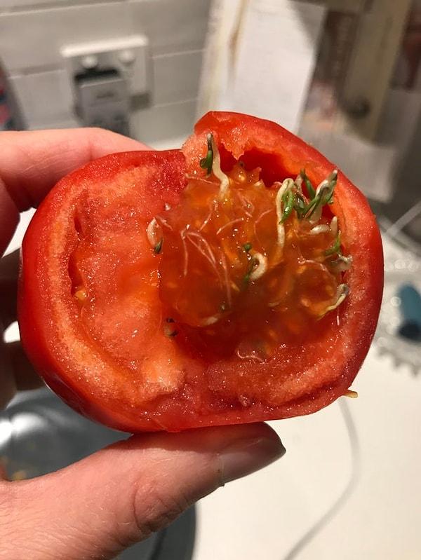 10. "Aldığım domatesin içinden domates çıkıyor."