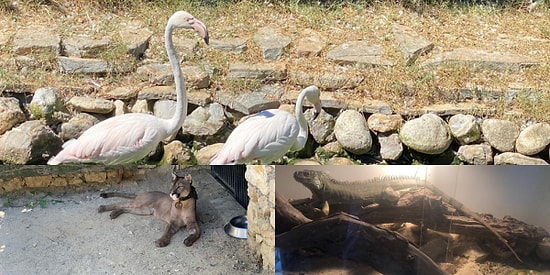 İstanbul'da Silah Kaçakçılığı Operasyonu: Baskın Yapılan Evde Puma, Flamingo ve İguana Ele Geçirildi