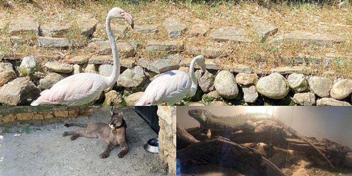 İstanbul'da Silah Kaçakçılığı Operasyonu: Baskın Yapılan Evde Puma, Flamingo ve İguana Ele Geçirildi