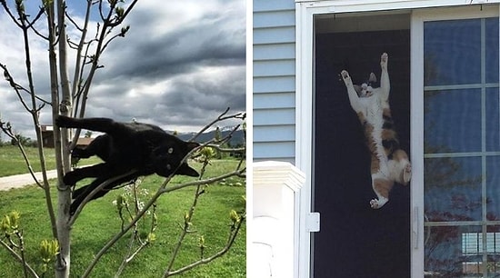 30 кошек, которые решили, что им мало не подчиняться своим хозяевам, поэтому они решили нарушить законы физики