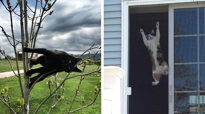 30 кошек, которые решили, что им мало не подчиняться своим хозяевам, поэтому они решили нарушить законы физики