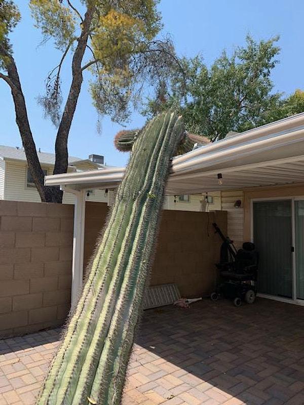 3. "Arizona'da saguaro kaktüsünü kesmek yasak. Dün gece 4 buçuk metrelik bir tanesi çatımı mahvetti."