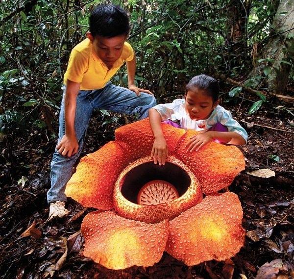 8. Rafflesia Arnoldii: Çürümüş Ceset Zambağı (Leş Çiçeği)