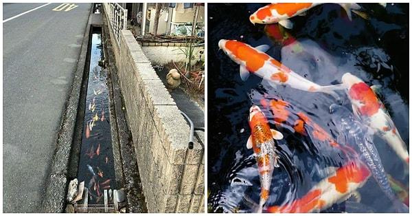 10. Büyük akvaryum balıkları olan koi balıkları Japonya'da akıtma kanallarında yaşıyorlar.
