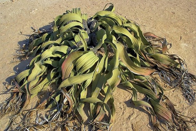 9. Welwitschia Mirabilis: Welwitschia Kaktüsü