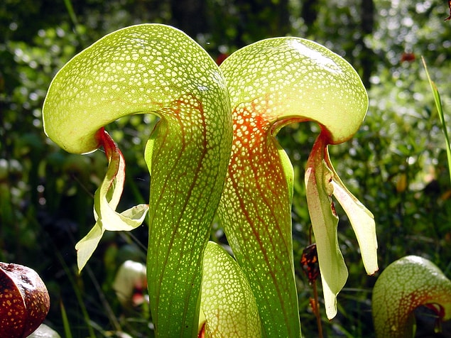 1. Darlingtonia Californica: Kobra Zambağı