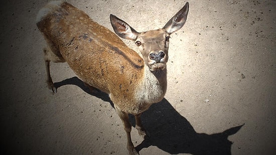 Sivil Toplum Kuruluşlarından 'Av Sezonuna' Karşı Ortak Bildiri: 'Cinayetin Sporu da Sezonu da Olmaz!'