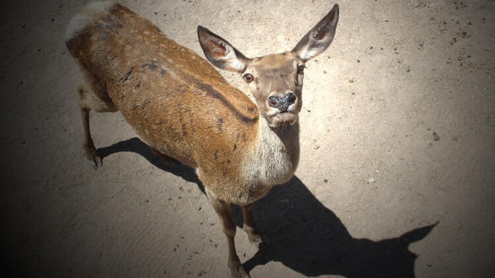 Sivil Toplum Kuruluşlarından 'Av Sezonuna' Karşı Ortak Bildiri: 'Cinayetin Sporu da Sezonu da Olmaz!'