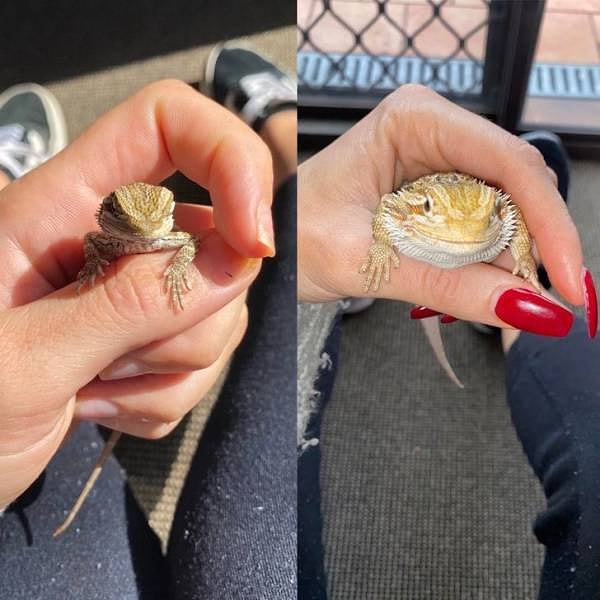 10. «Я не осознавал, насколько она крошечная, когда впервые получила ее».