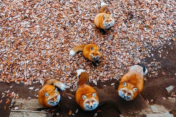 4. Вы можете пообщаться с этими очаровательными пушистыми лисицами в Сироиси, Япония.