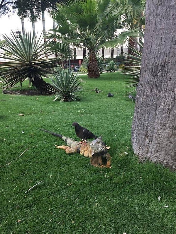 8. Даже голуби знают свое место в Эквадоре: игуаны правят.