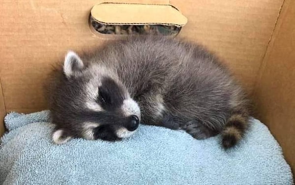 9. Если вы живете в США, однажды утром вы можете найти в своем гараже енота.