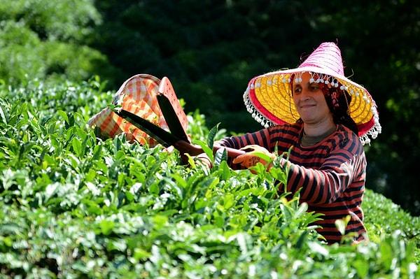 9. Beyaz, yeşil, siyah ve oolong çayı aynı yaprak türünden elde edilir.