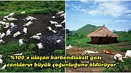 Doğanın Diğer Yüzü: 1746 İnsan ve 3500 Hayvanın Hayatını Kaybettiği Kamerun'daki Nyos Gölü Faciası