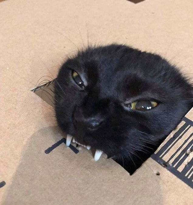 3. Vampir kedi.