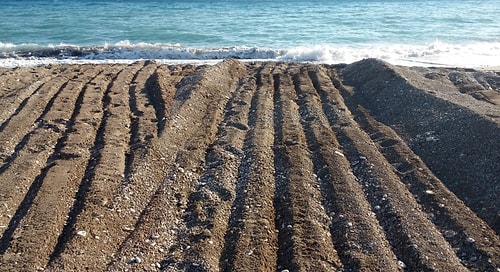 Göz Göre Göre Katliam: Antalya'da Belediyenin İş Makineleri Caretta Caretta Yuvalarını Ezdi