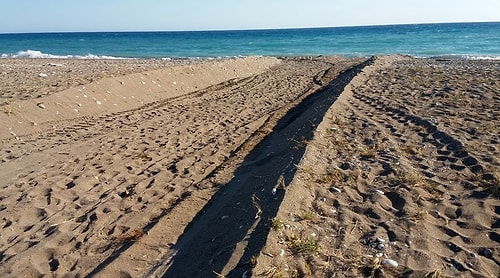 Göz Göre Göre Katliam: Antalya'da Belediyenin İş Makineleri Caretta Caretta Yuvalarını Ezdi