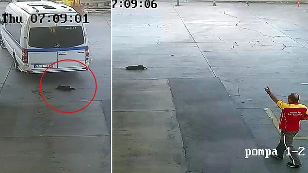 10. 'Onun geçmesini mi bekleyecektim?' diyerek yavru köpeği öldüren şahıs, adli kontrol şartıyla serbest bırakıldı...