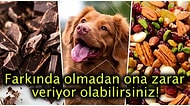 Masum Görünümlerine Aldanıp Tüylü Dostlarımız Olan Köpeklere Asla Vermemeniz Gereken 15 Besin