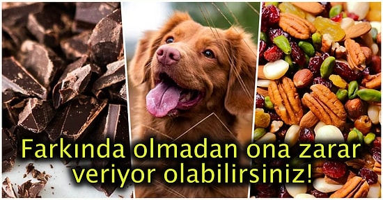 Masum Görünümlerine Aldanıp Tüylü Dostlarımız Olan Köpeklere Asla Vermemeniz Gereken 15 Besin